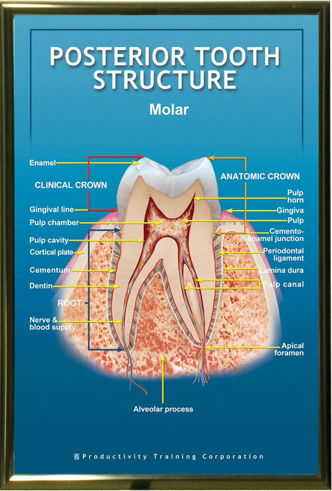 PTC-Poster-Tooth-Internal-Structure-Unframed