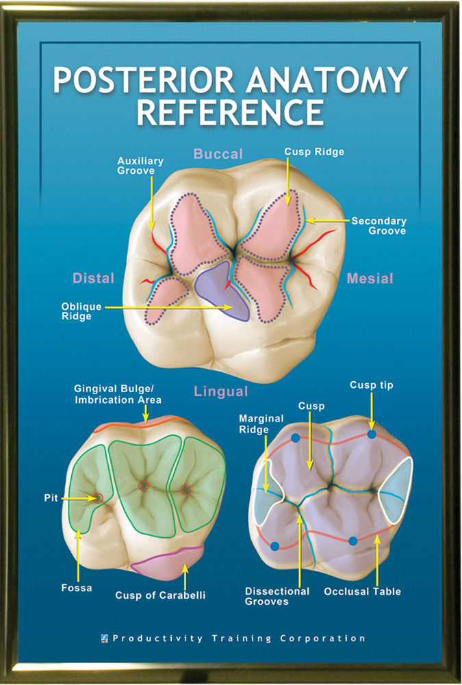 PTC-Poster-Posterior-Dental-Anatomy-Unframed