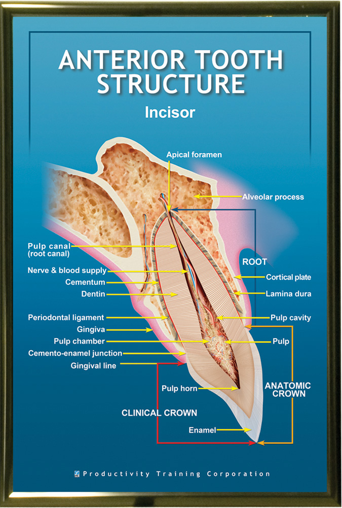 PTC-Poster-Anterior-Tooth-Internal-Structure-Unframed